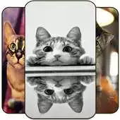 Free play online Cute Cat Wallpapers HD|4K APK Free play online Cute Cat Wallpapers HD|4K APK